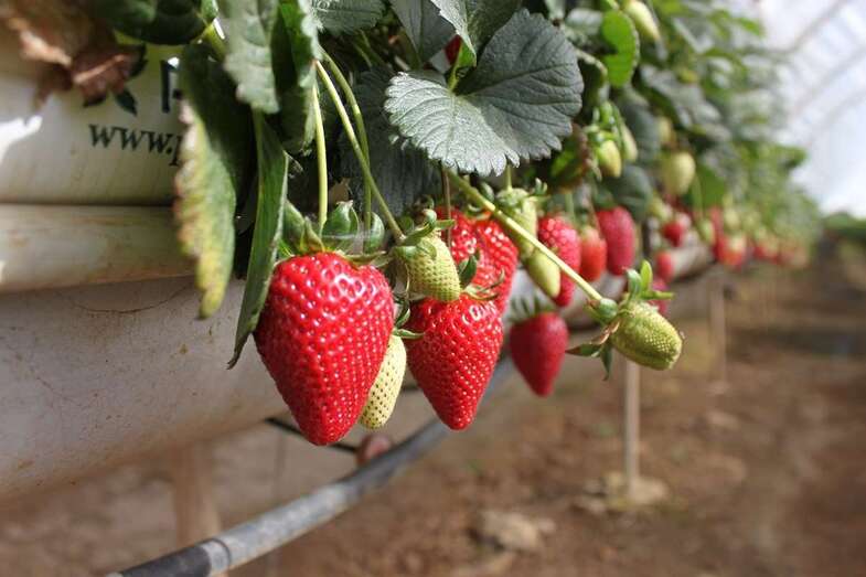 Cultivo de fresas en Valsequillo (Foto TA)